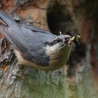 Deutschland-Deutschland, Dettingen a.d. Erms, Biosphärengebiet schw. Alb