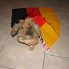 Deutschland Hase