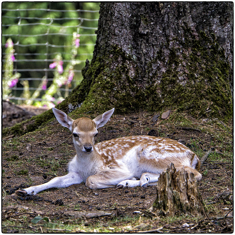 Deutschland im Quadrat - Bambi