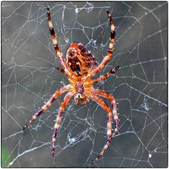 Deutschland im Quadrat - Gartenkreuzspinne