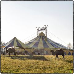 Deutschland im Quadrat - Jeder Zirkus hat ein Kamel: Circus Florida