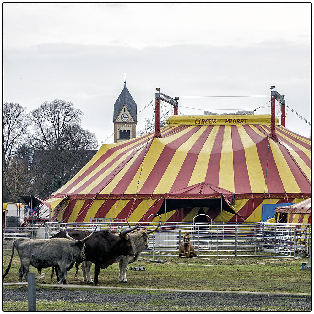 Deutschland im Quadrat - Jeder Zirkus hat ein Kamel: Circus Probst