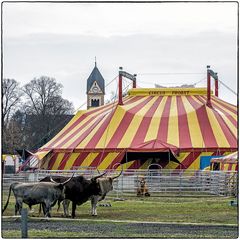 Deutschland im Quadrat - Jeder Zirkus hat ein Kamel: Circus Probst