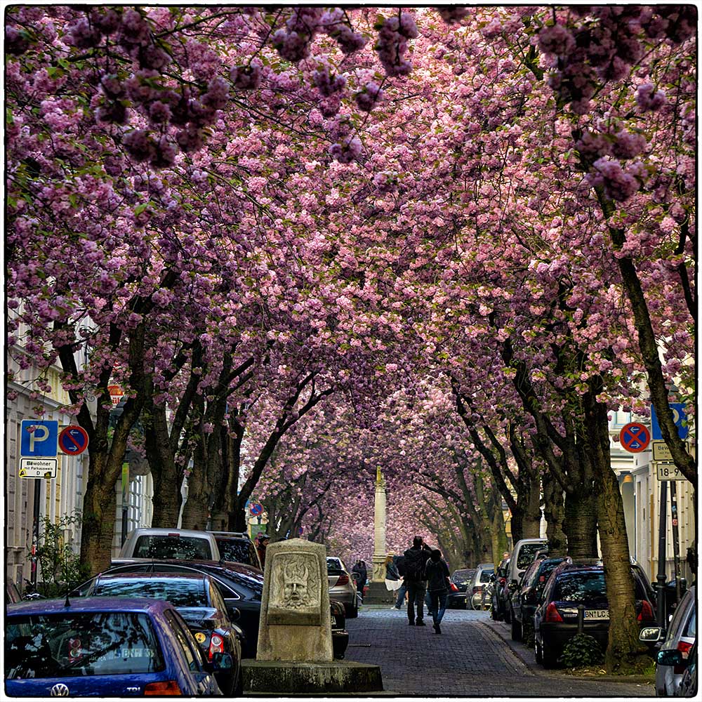 Deutschland im Quadrat - Kirschblüten