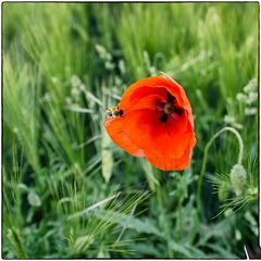 Deutschland im Quadrat - Mohnblume