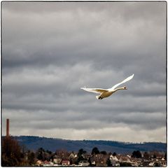 Deutschland im Quadrat - Schwan