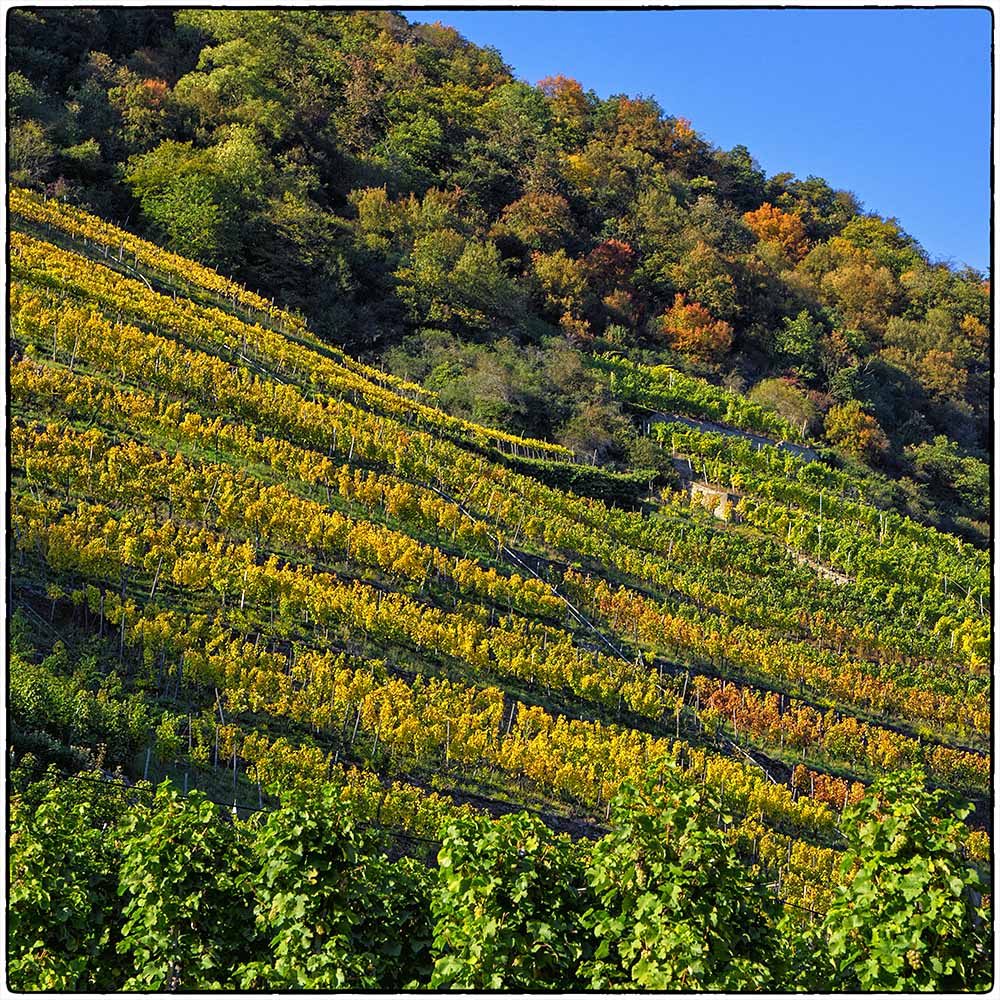 Deutschland im Quadrat - Weinberg