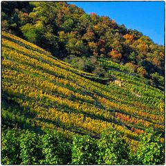 Deutschland im Quadrat - Weinberg