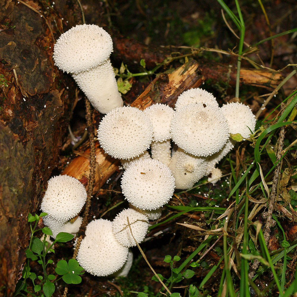 DEUTSCHLAND Sachsen Elbsandsteingebirge Pilze 4