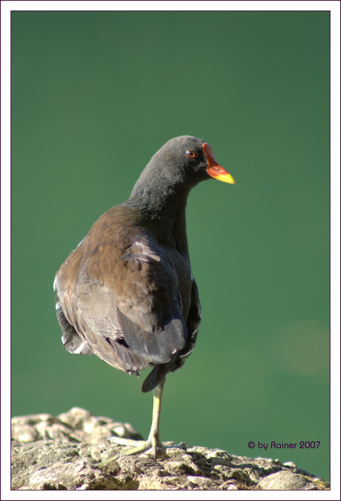 Deutschland-Vogel :-)