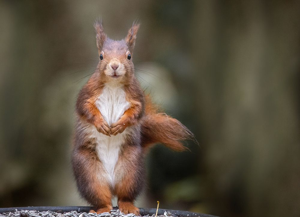 Deutschland Pegnitz Eichh rnchen Foto Bild tiere Deutschland Pegnitz Eichh rnchen Foto Bild tiere