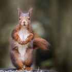 Deutschland,Pegnitz,Eichhörnchen