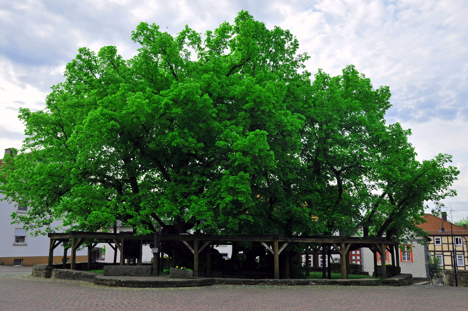 Deutschlands älteste Linde