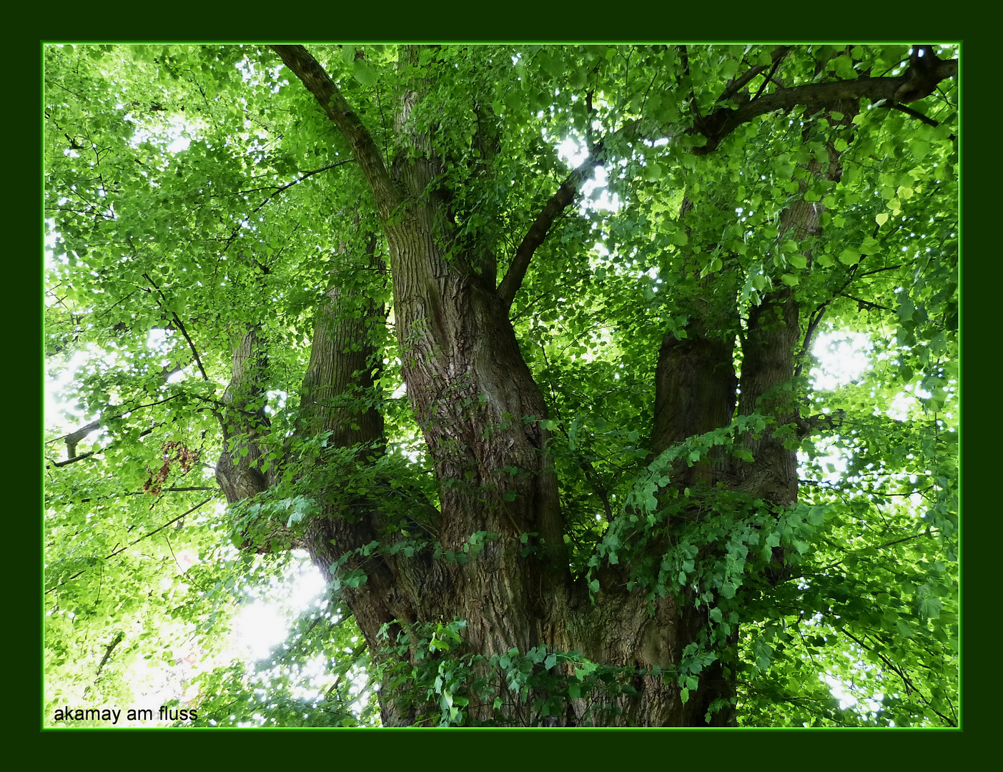 Deutschlands älteste Sommer-Linde - 1000 jähriger Urbaum (2)