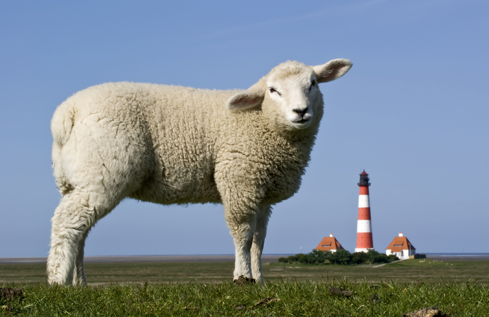 Deutschlands beliebtester Leuchtturm