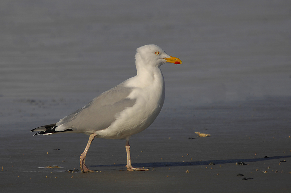 Deutschlands TOP Supermöwe flaniert am Borkumer Strand