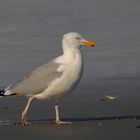 Deutschlands TOP Supermöwe flaniert am Borkumer Strand