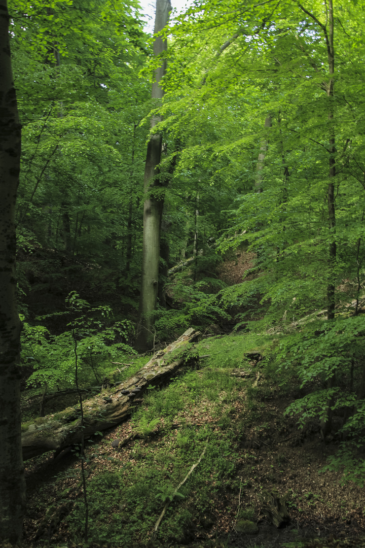 Deutschlands Urwald