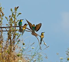 Deutschlands Wildnis