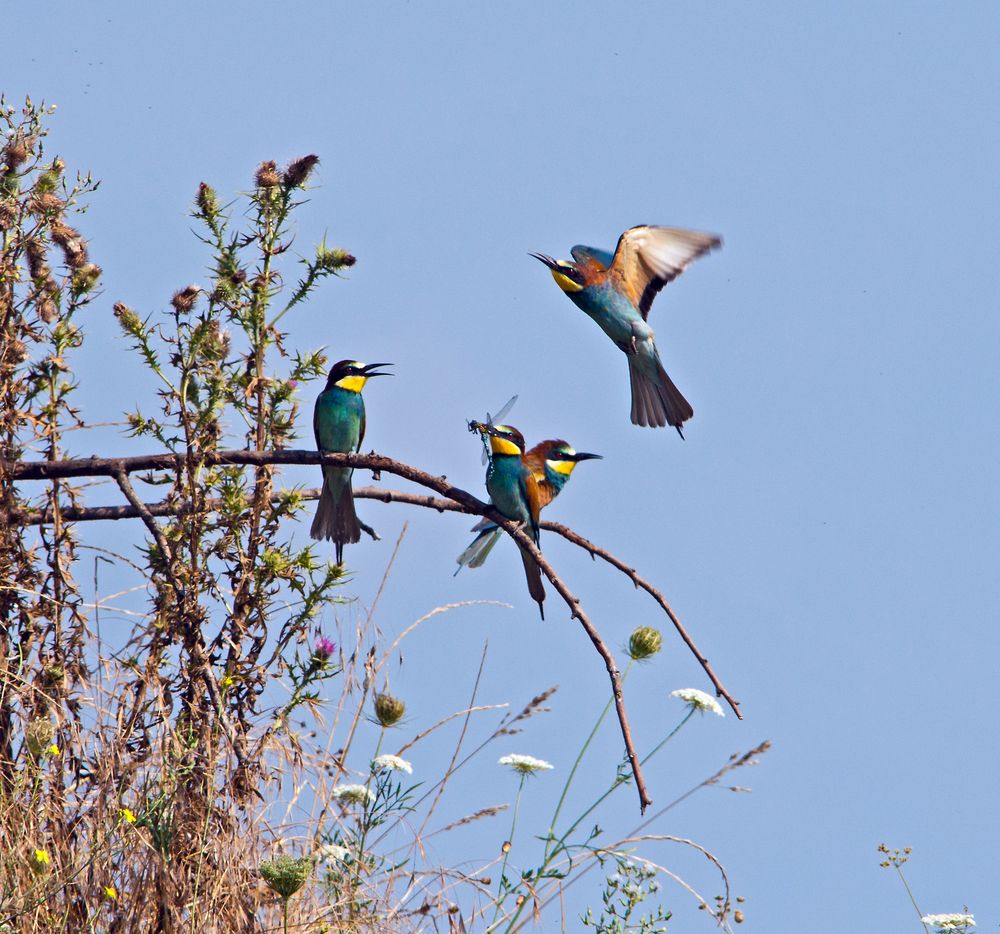 Deutschlands Wildnis