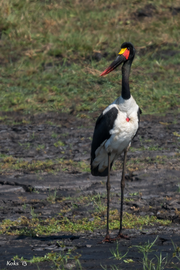 Deutschlandstorch