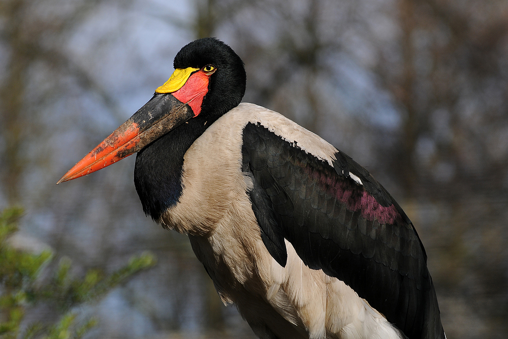 Deutschlandvogel