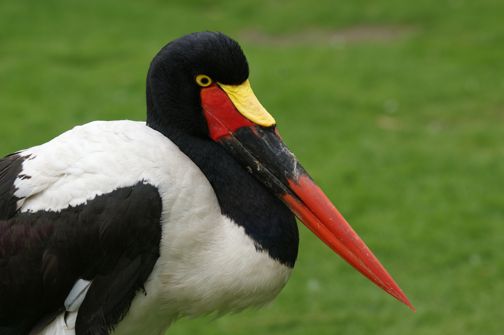 Deutschlandvogel