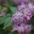 Deutzia perle rose