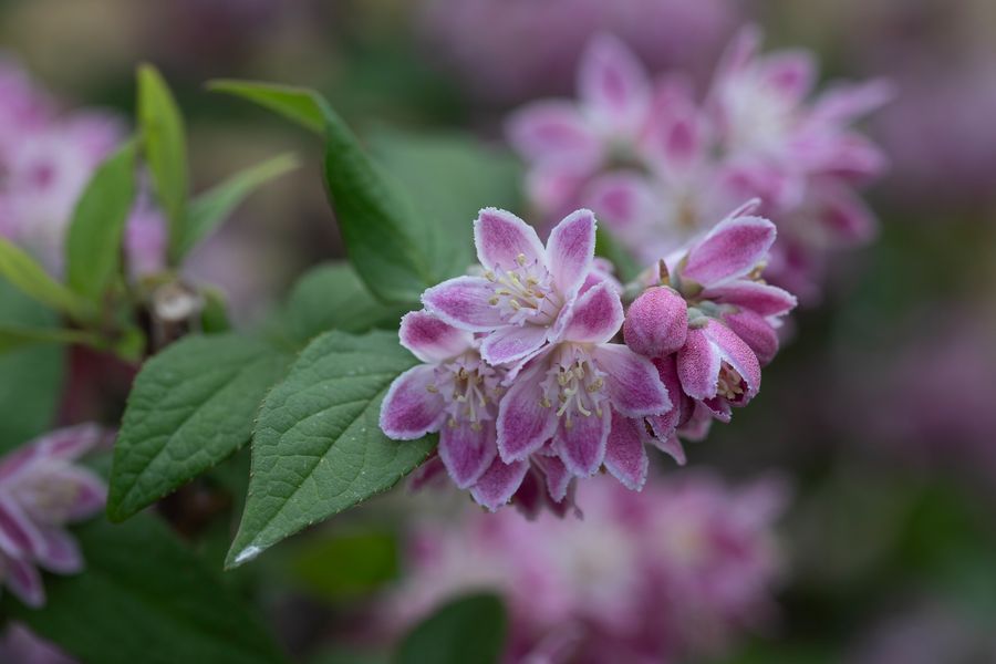 Deutzia perle rose