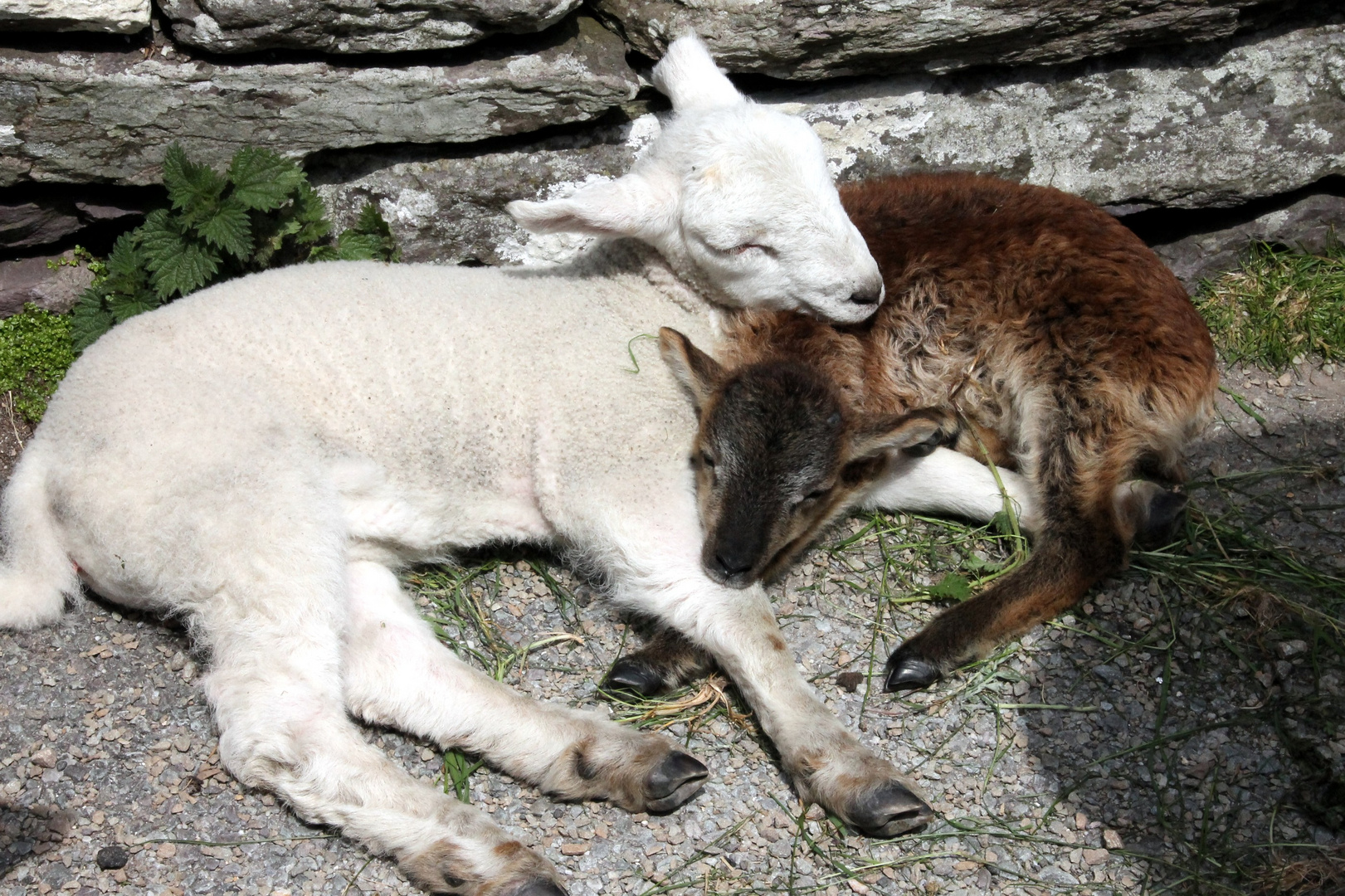 deux agneaux s'aimaient d'amour tendre