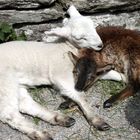 deux agneaux s'aimaient d'amour tendre