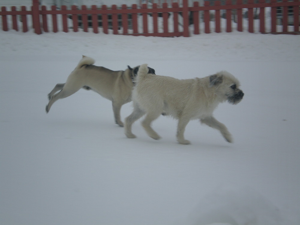 Deux amis