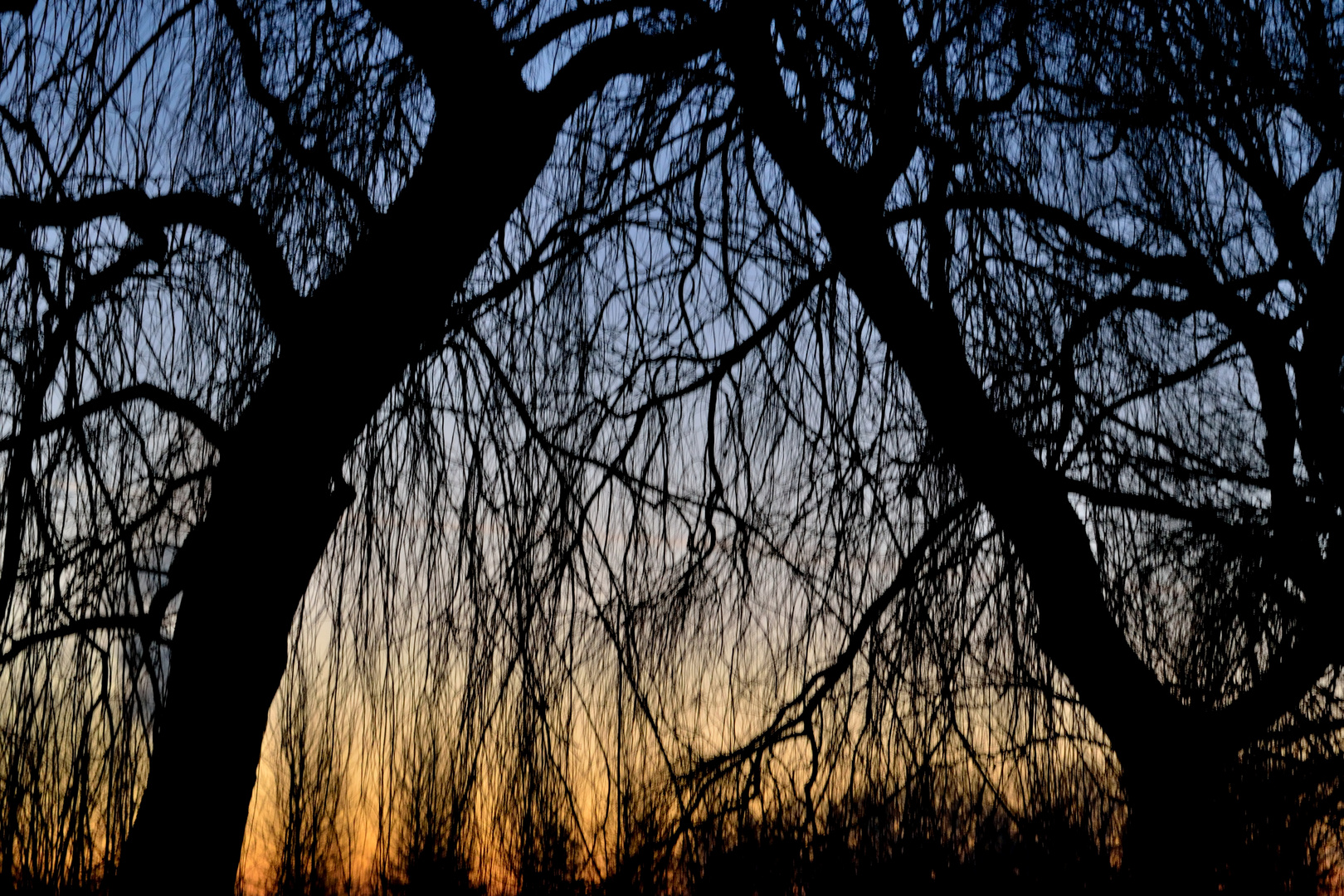 Deux arbres qui se touchent en contemplant le jour qui se lève