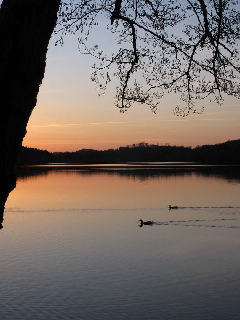 Deux canards à la dérive, sur le lac de Lourdes