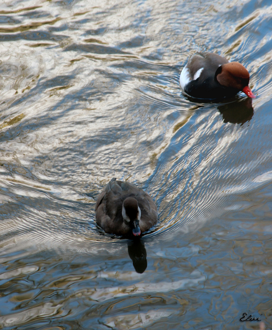 Deux canards