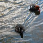 Deux canards