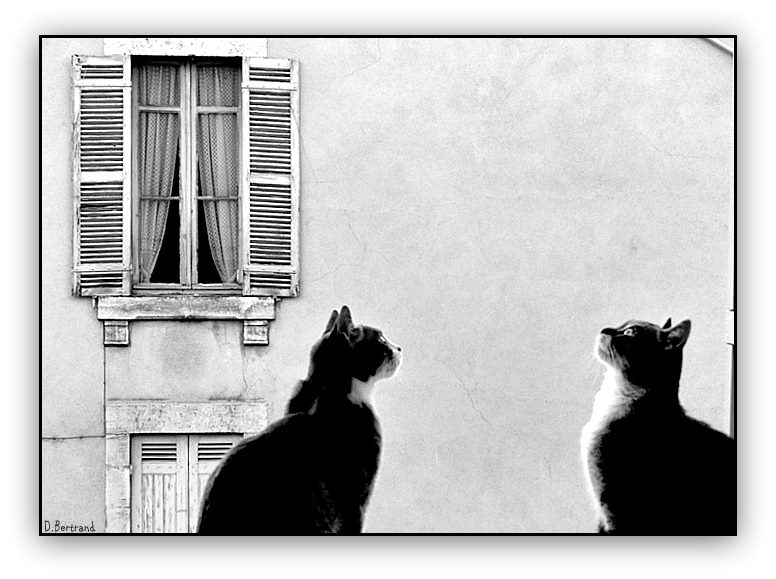 deux chats