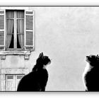 deux chats