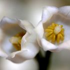 deux clochettes de muguet