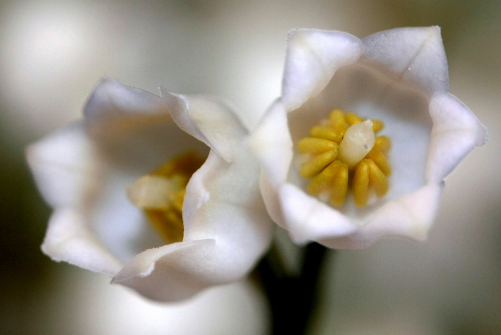 deux clochettes de muguet