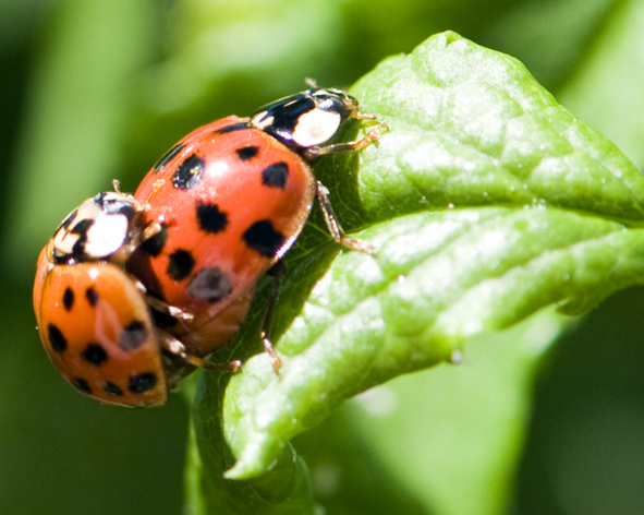 Deux coccinelles...