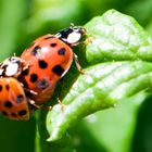 Deux coccinelles...