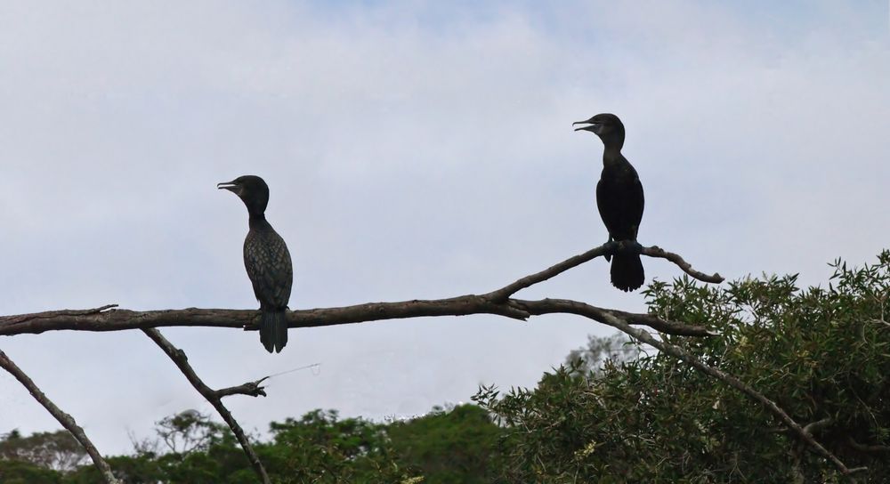 Deux cormorans, Nouvelle Calédonie (Parc zoologique et forestier de Nouméa)