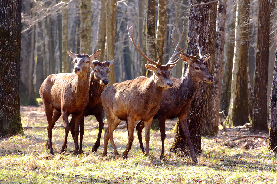 Deux couples en balade