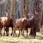 Deux couples en balade