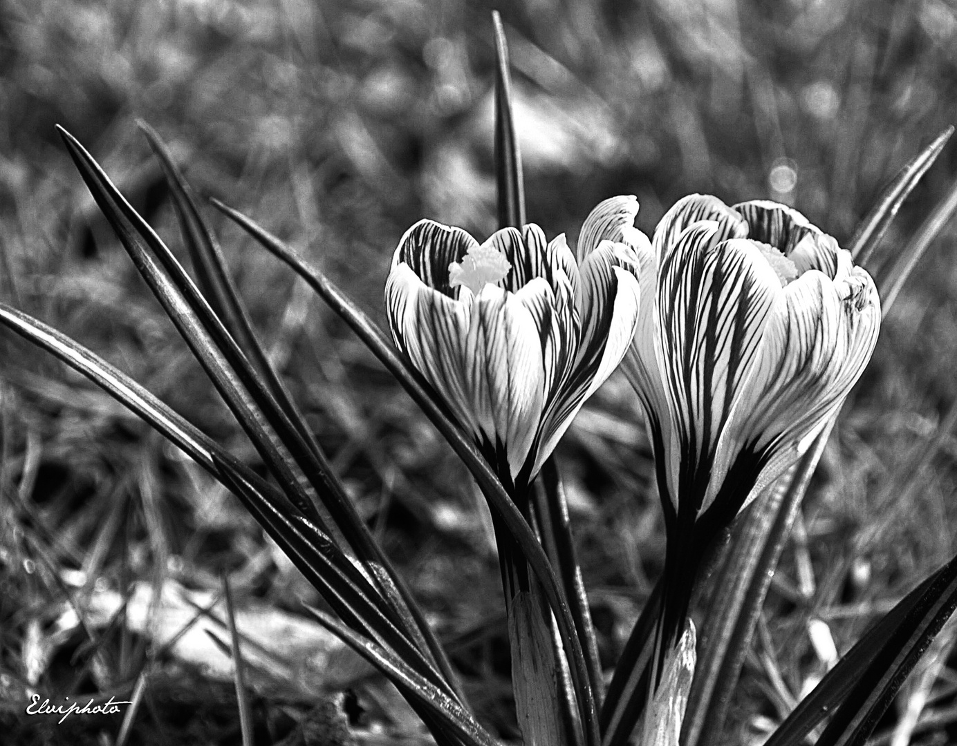 Deux crocus en N&B