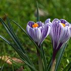 Deux crocus mauves