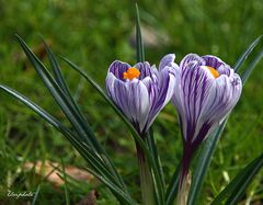 Deux crocus mauves