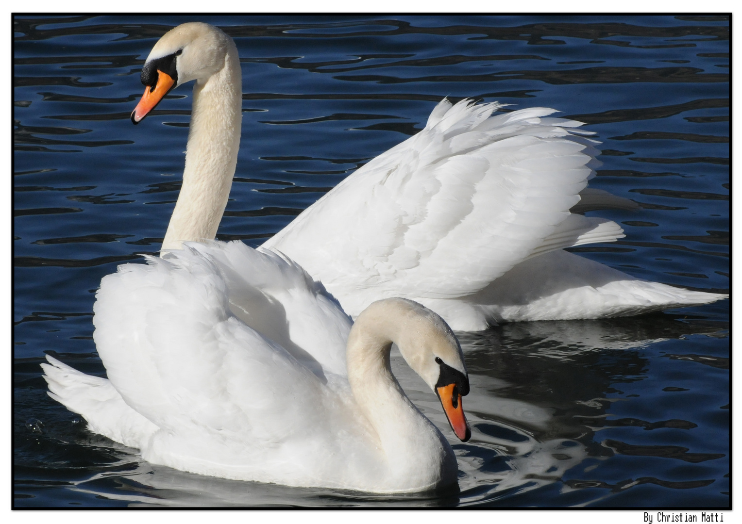 Deux cygnes