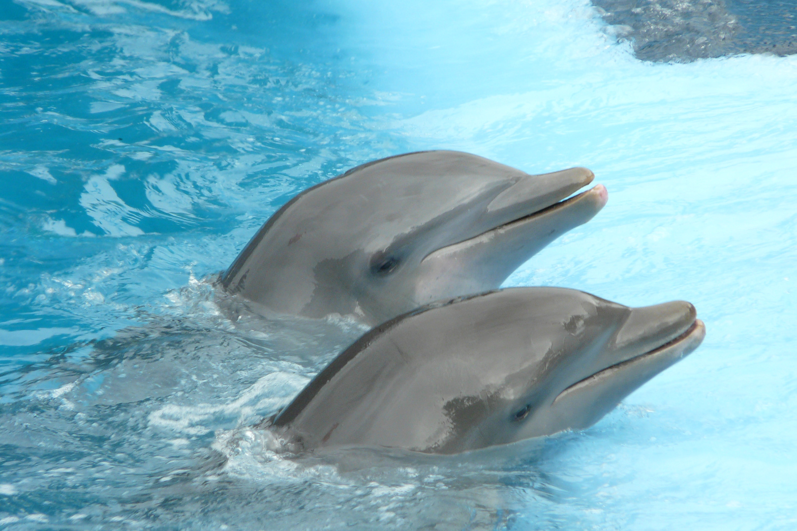 deux dauphins